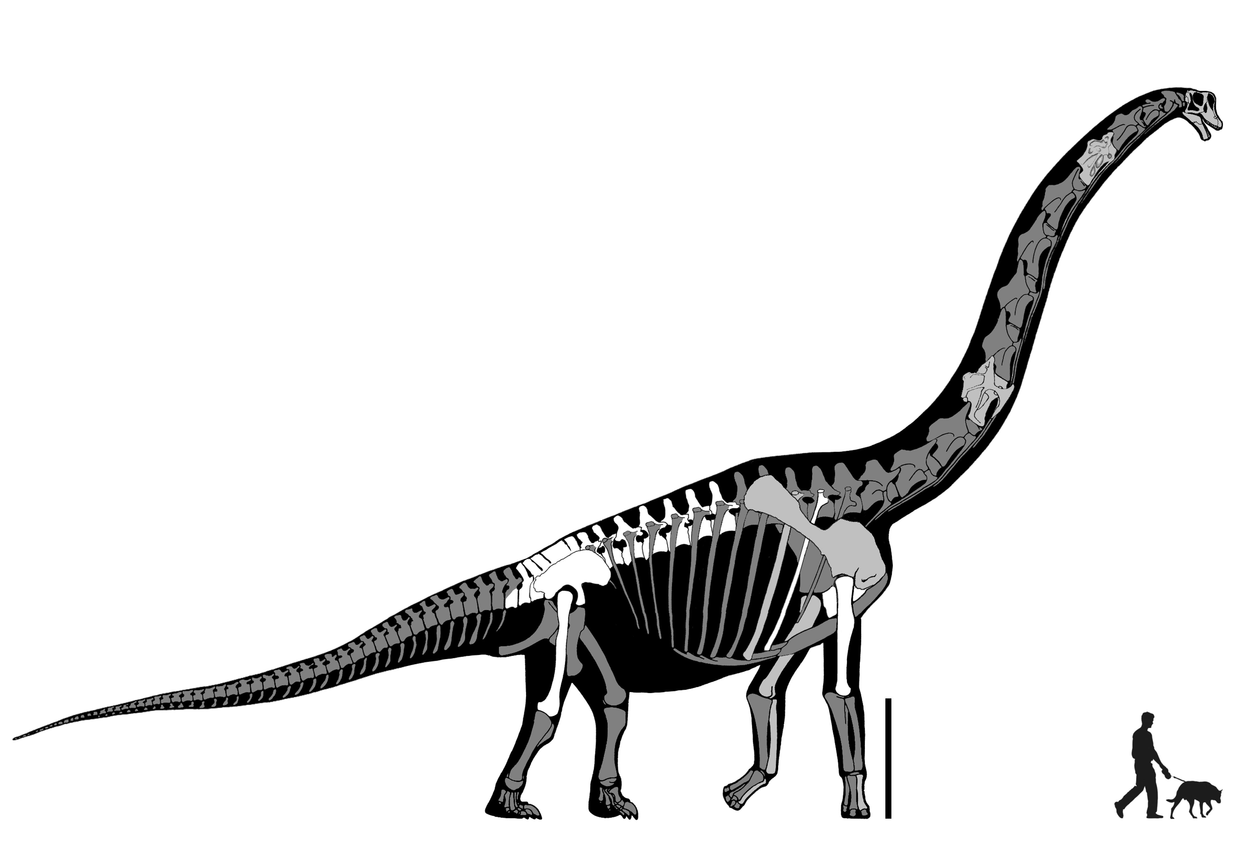 Brachiosaurus Sauropod Brachiosaurus Sauropod