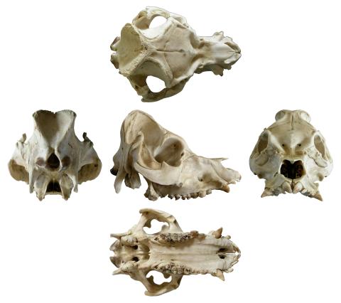 Pig skull multiview, white background