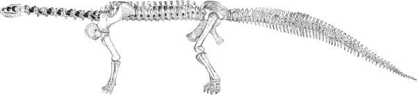 Ryder's (1877) reconstruction of Camarasaurus