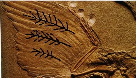 Archaeopteryx?