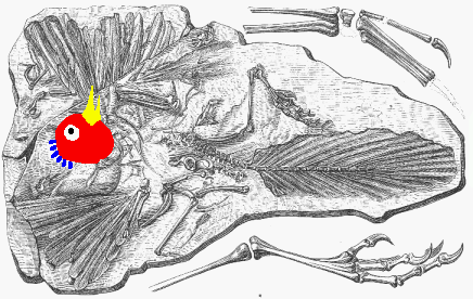 Archaeopteryx?
