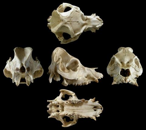 Pig skull multiview, black background