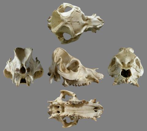 Pig skull multiview, grey background